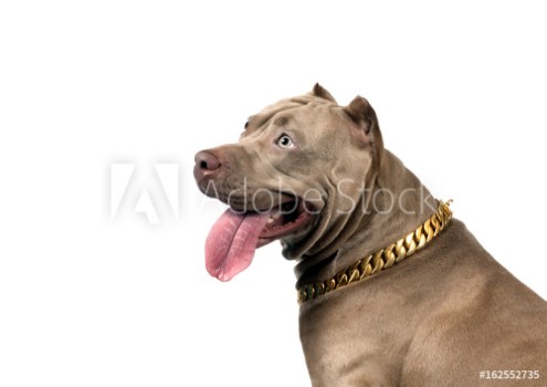 Picture of American Pit Bull Terrier in profile looking up isolated on white background